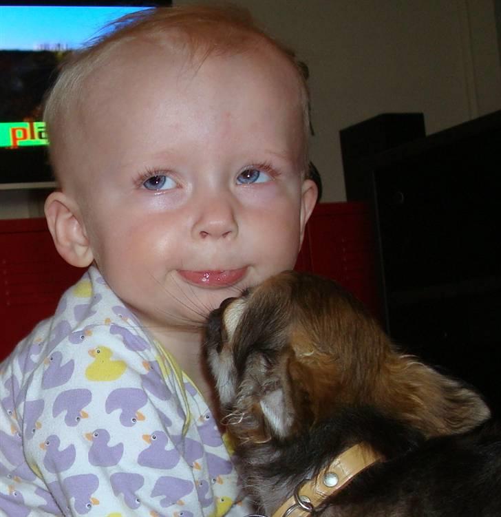 Chihuahua Obelix - Kysser med storesøster Thilde på 10 mdr  billede 8