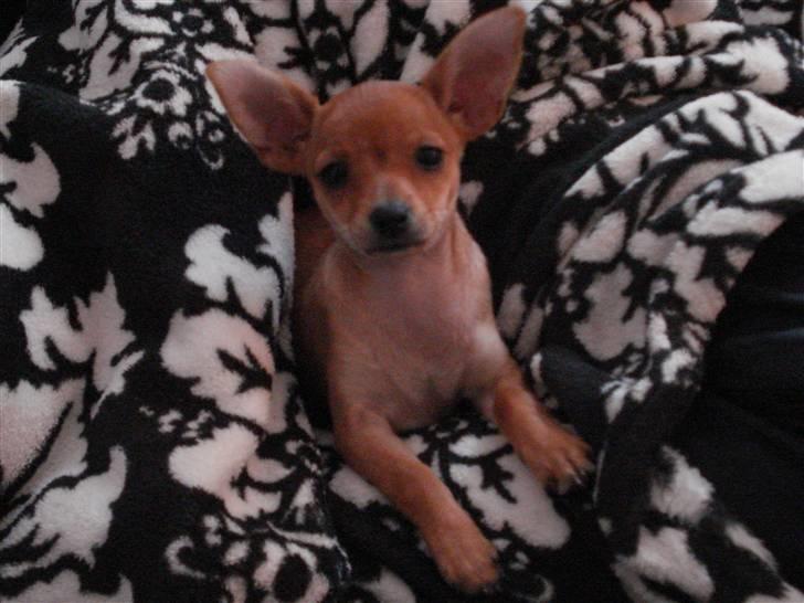 Blanding af racer Balina billede 8