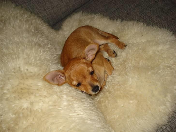 Blanding af racer Balina billede 9