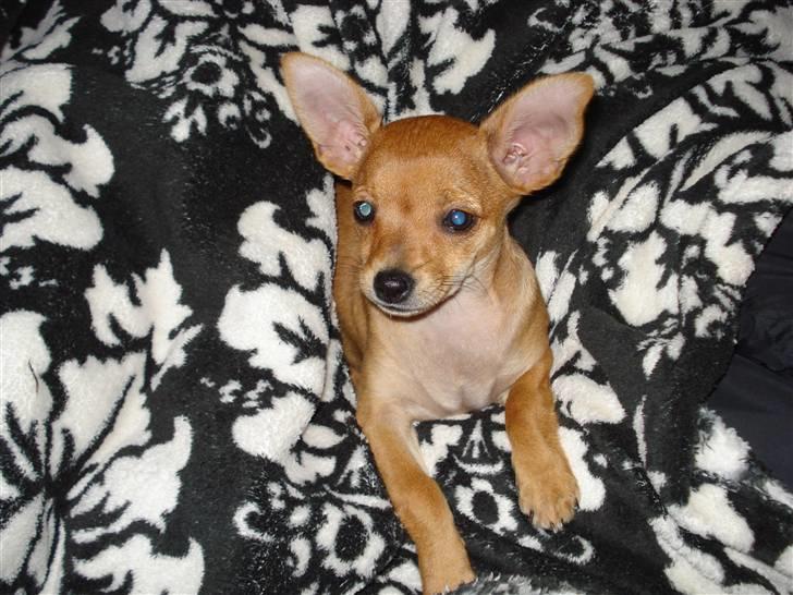 Blanding af racer Balina billede 10