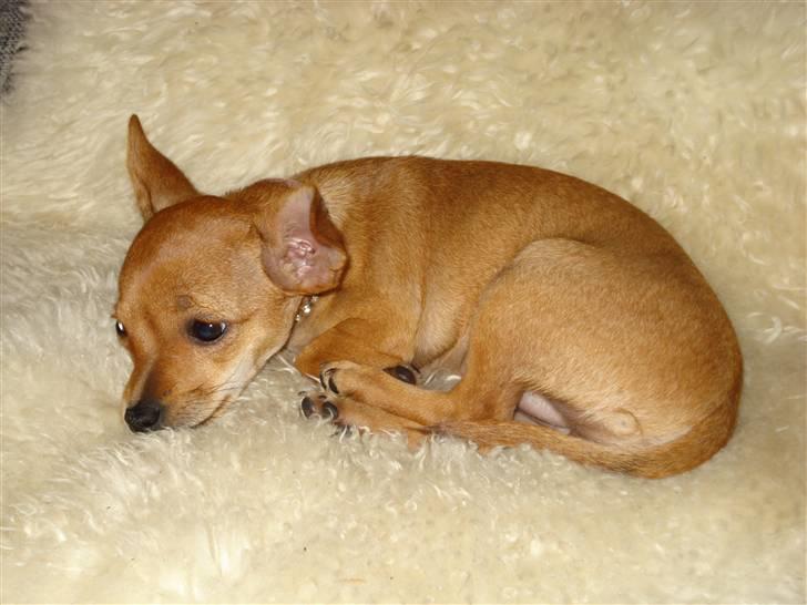 Blanding af racer Balina billede 11