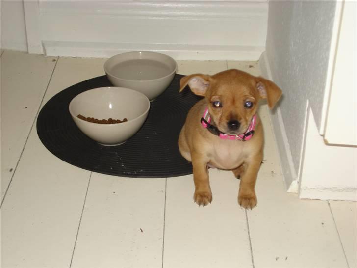 Blanding af racer Balina billede 12