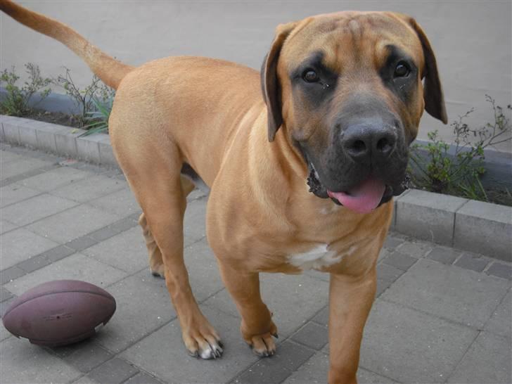 Boerboel Rathmanns Poseidon  - D.13 april 2009 billede 1