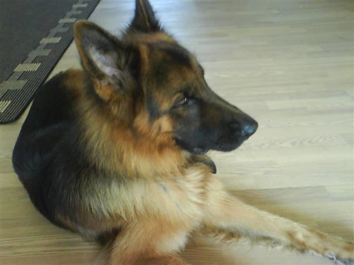 Schæferhund Gonzo (forældres) - Så tager vi bare en lille slapper. billede 5