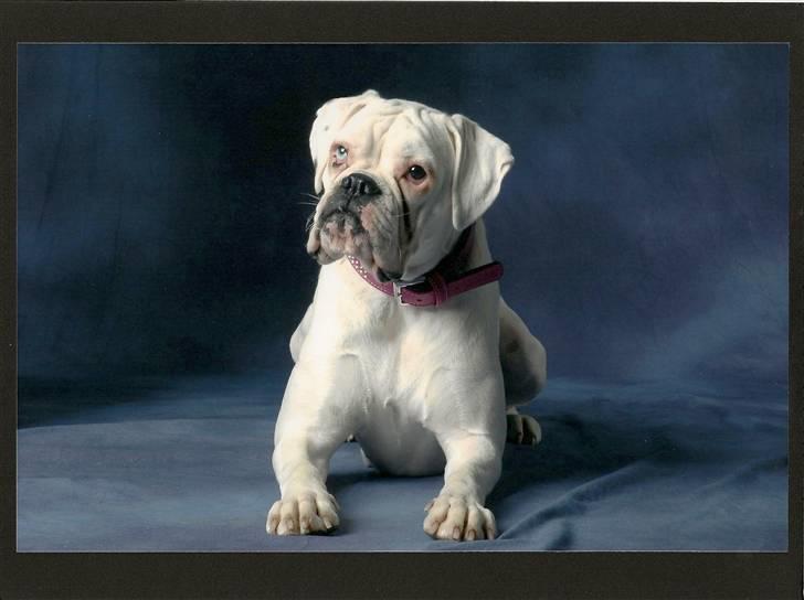 Boxer †Bianca "Tøsen"† billede 1