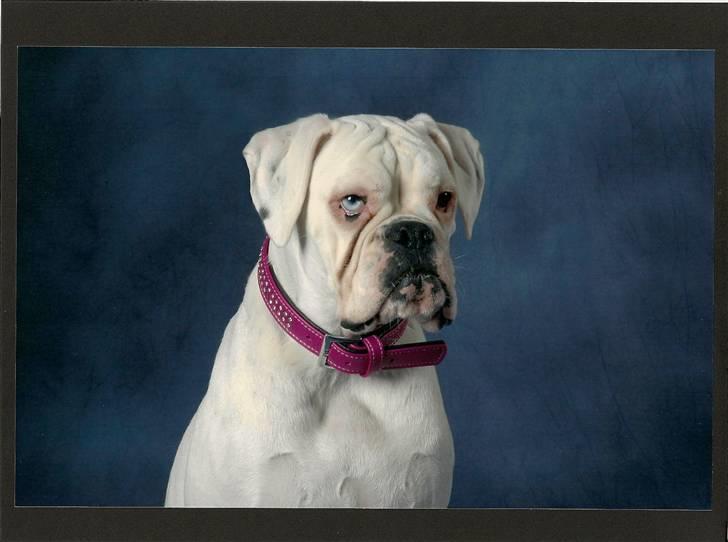 Boxer †Bianca "Tøsen"† billede 2