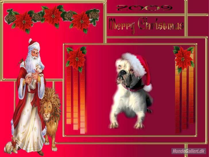 Boxer †Bianca "Tøsen"† - Glædelig jul allesammen , nøj hvor jeg glæder mig til at få julegaver og julehygge :)  billede 3