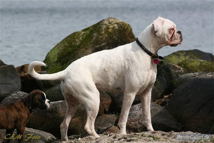 Boxer †Bianca "Tøsen"† billede 4