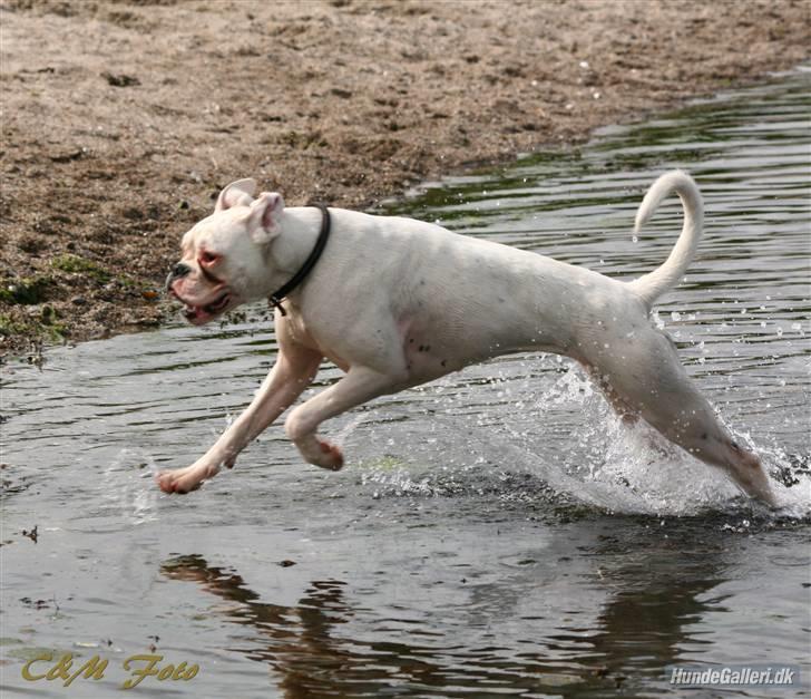 Boxer †Bianca "Tøsen"† billede 5