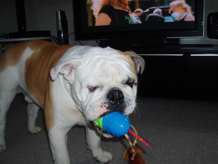 Engelsk bulldog Chopie billede 9