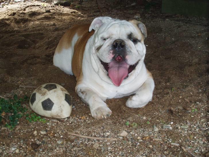 Engelsk bulldog Chopie billede 10