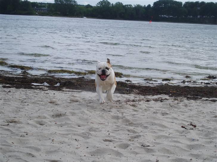 Engelsk bulldog Chopie billede 11