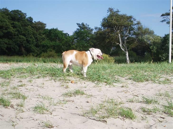 Engelsk bulldog Chopie billede 12