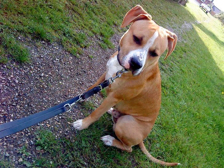 Amerikansk staffordshire terrier Tiesto - 1 år gammel billede 11