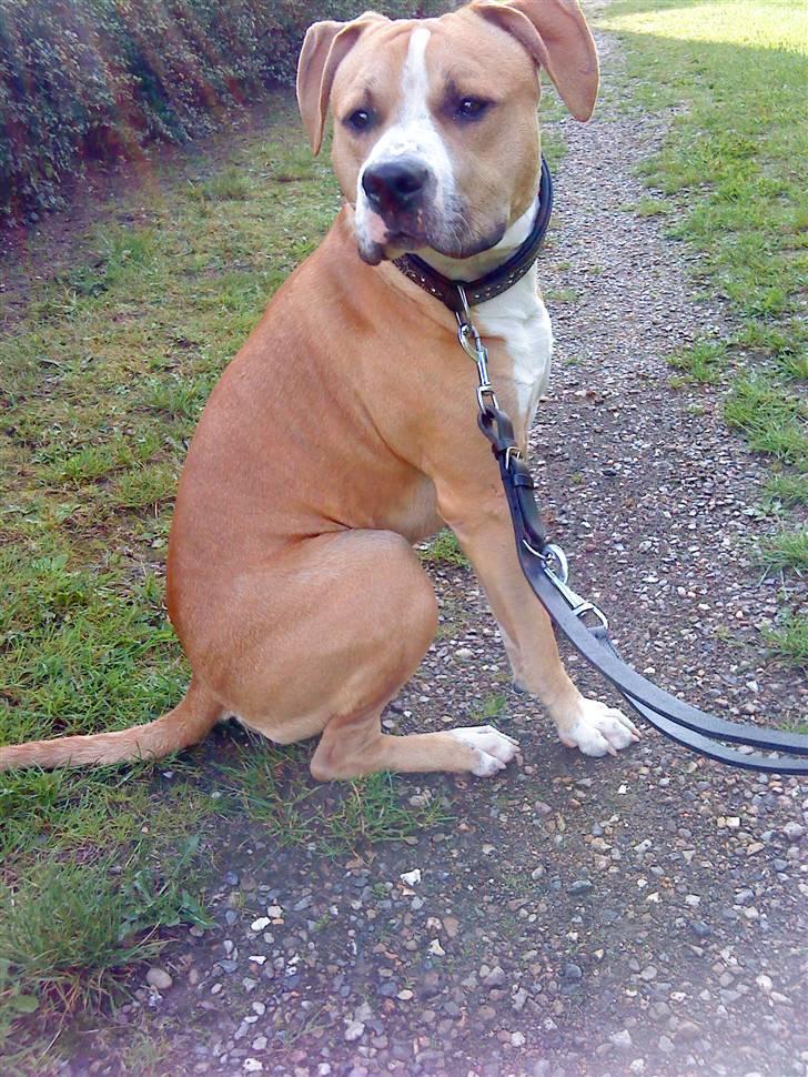 Amerikansk staffordshire terrier Tiesto - 1 år gammel billede 12