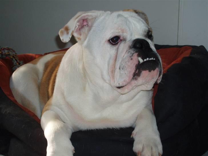 Engelsk bulldog Chopie billede 13