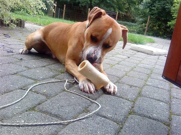 Amerikansk staffordshire terrier Tiesto - Ligger i min nye have og hygger mig!! billede 13