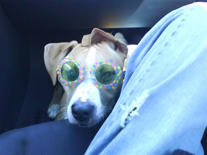 Amerikansk staffordshire terrier Tiesto - Jeg er bare sååå sej ;) hehe billede 14