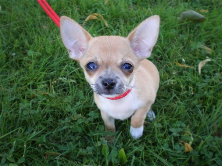 Chihuahua Yuna - Hejsa billede 9