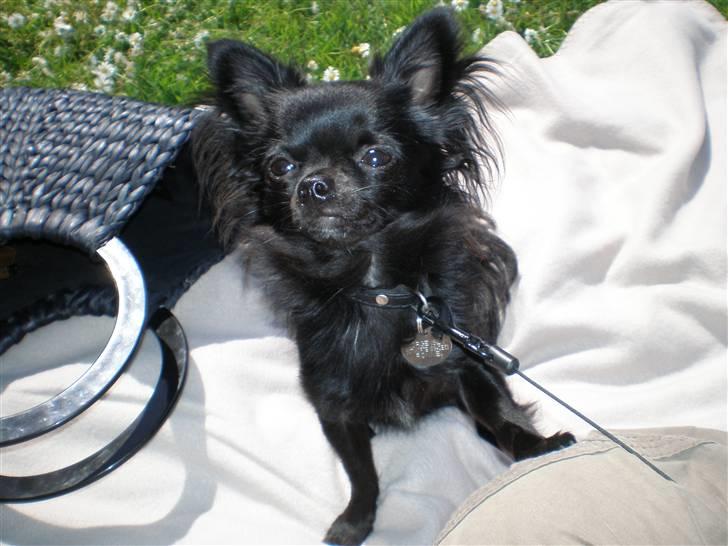 Chihuahua Battman billede 7