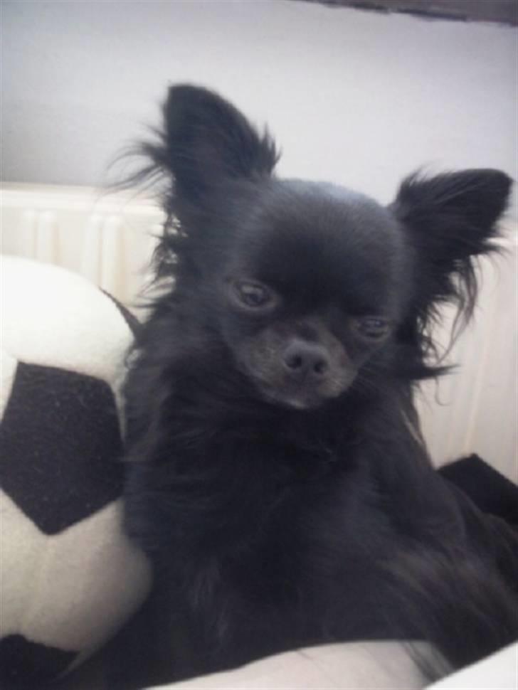 Chihuahua Battman billede 8