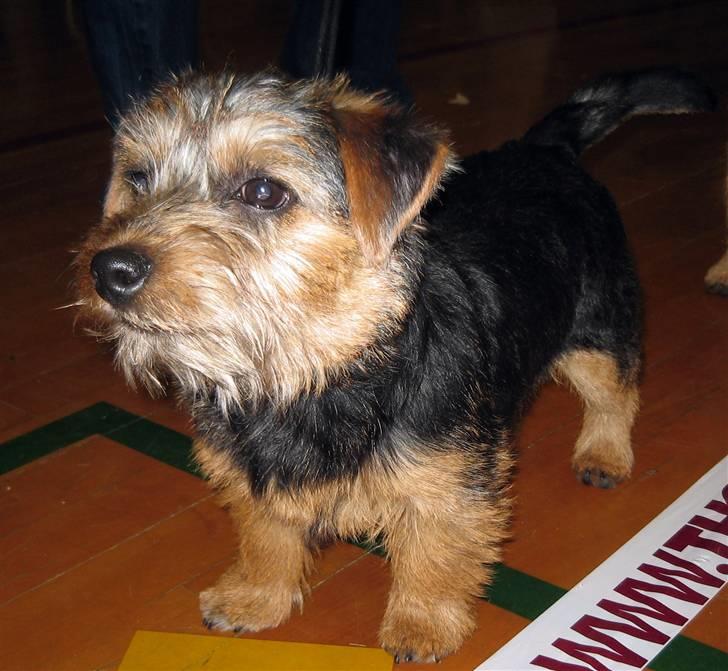 Norfolk terrier Nala - Klar til udstilling billede 6