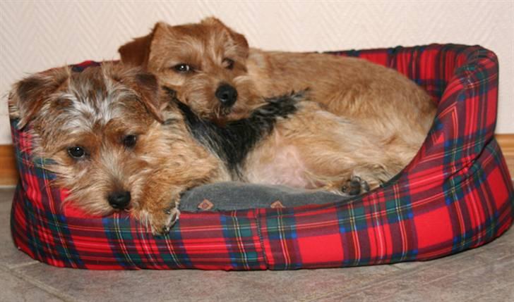 Norfolk terrier Nala - En lille lur sammen med Simba billede 7