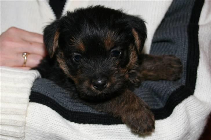 Norfolk terrier Nala - 6 uger gammel, i mit fødehjem oppe i Sverige billede 8
