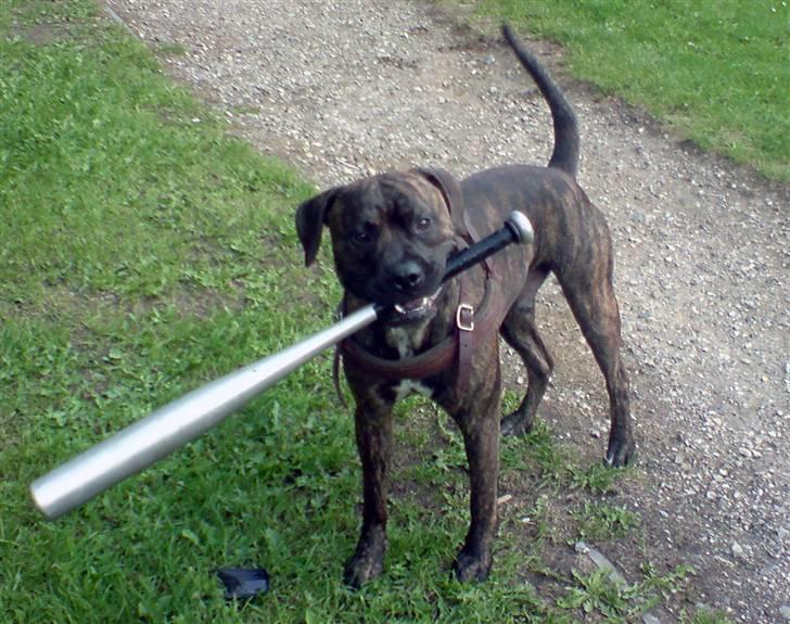 Amerikansk staffordshire terrier junior - jaa så stjal han køllen til malous bold billede 10