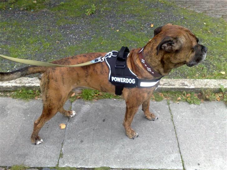 Blanding af racer Victor "All-Mighty" - I skal se mig med denne sele... Jeg er så stolt når jeg har den på.. billede 11