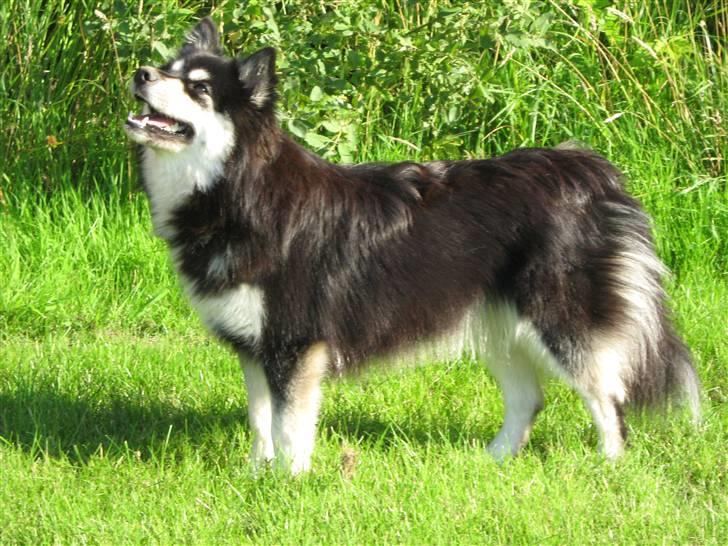 Finsk lapphund Leijona Aila Mille - Står så fint :) 5. August 09. Lidt over 1 år gammel. billede 12