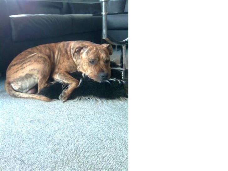 Amerikansk staffordshire terrier R.I.P True Staff Gandalf billede 16