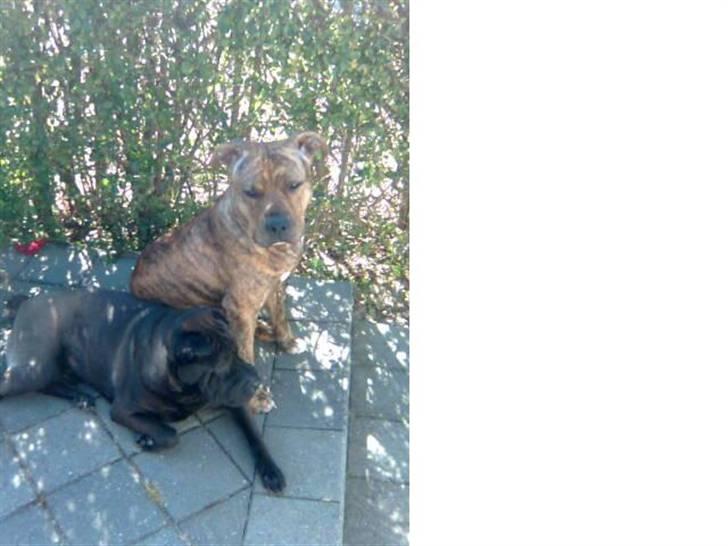 Amerikansk staffordshire terrier R.I.P True Staff Gandalf billede 17