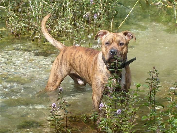 Amerikansk staffordshire terrier R.I.P True Staff Gandalf billede 18