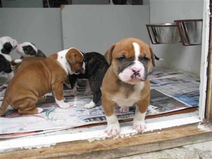 Amerikansk bulldog Morgan billede 7