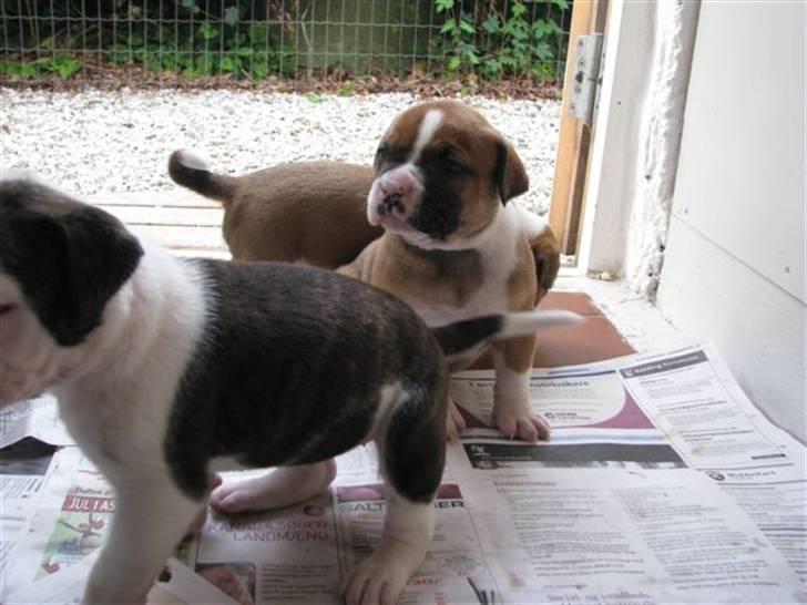 Amerikansk bulldog Morgan billede 10