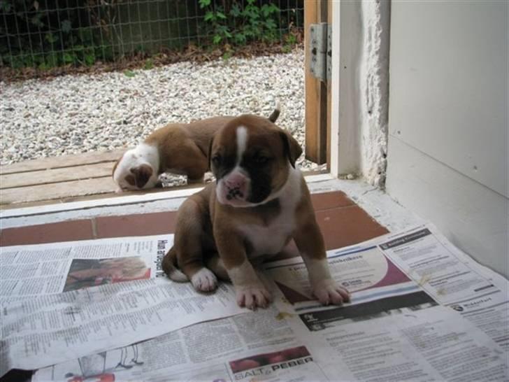 Amerikansk bulldog Morgan billede 11