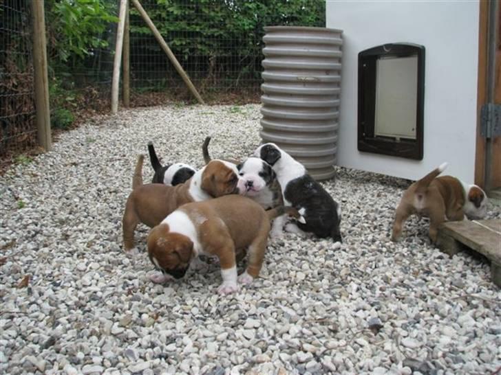 Amerikansk bulldog Morgan billede 12