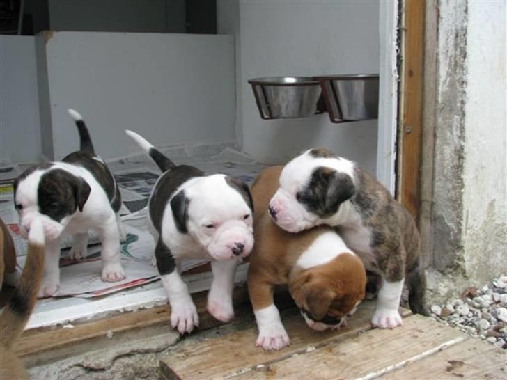 Amerikansk bulldog Morgan billede 13