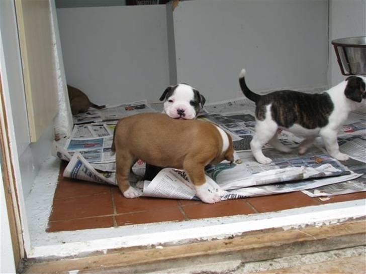 Amerikansk bulldog Morgan billede 14