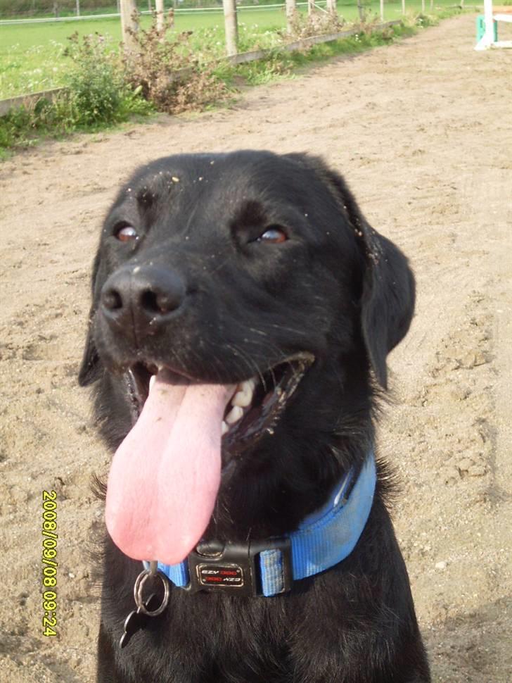 Labrador retriever Basse(Bastian) - d 8/9 08´:Basse poserer billede 13