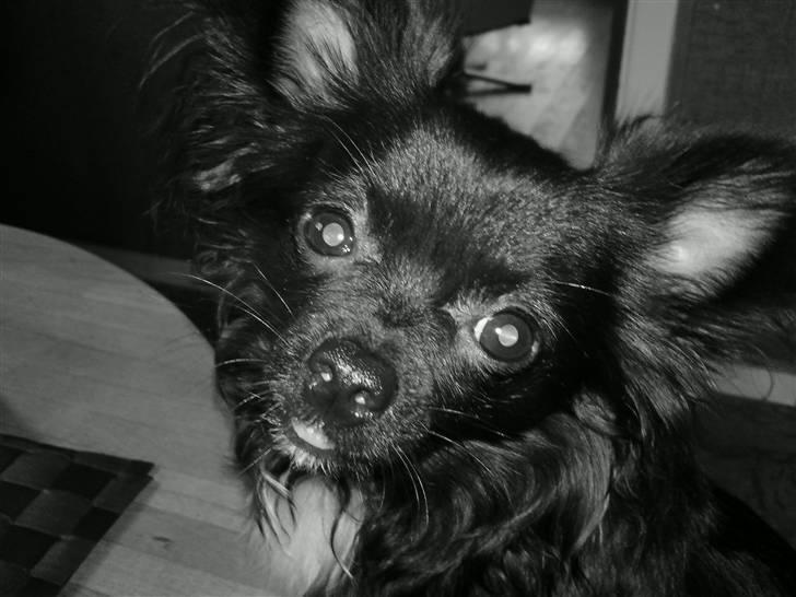 Chihuahua Miklo billede 2