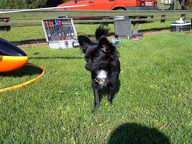 Chihuahua Miklo - Ude og flyve med far! billede 3