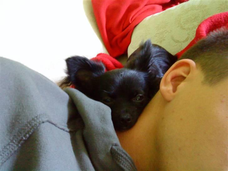 Chihuahua Miklo - Ligger og putter hos far! billede 4