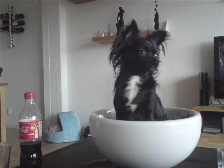 Chihuahua Miklo billede 5