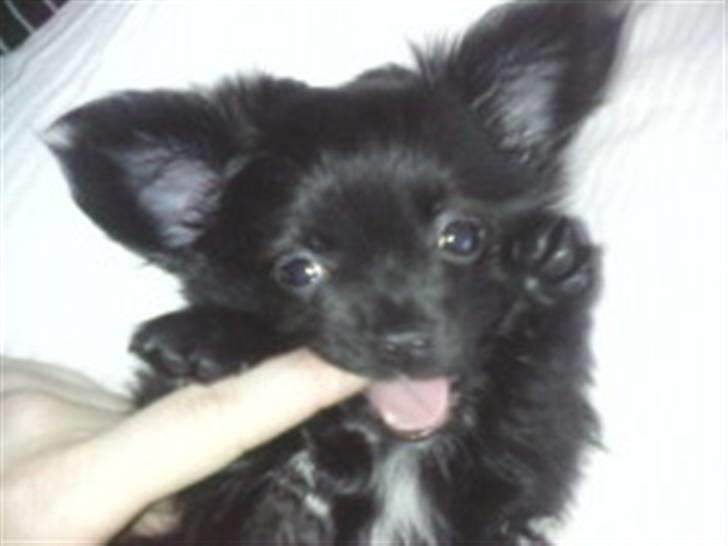 Chihuahua Miklo - Her er han 8 uger! billede 6