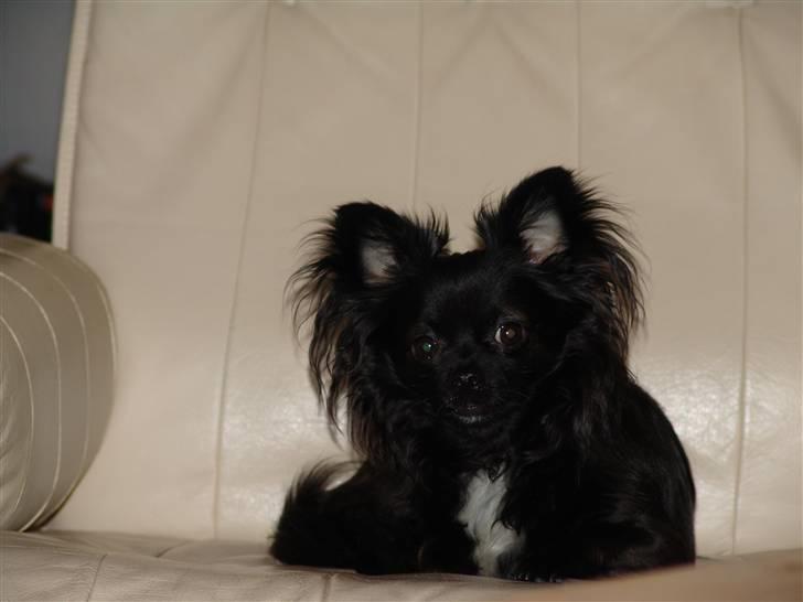 Chihuahua Miklo billede 7