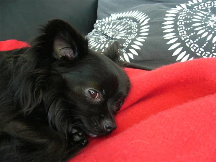 Chihuahua Miklo billede 8