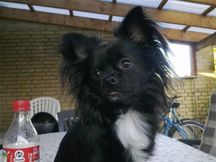 Chihuahua Miklo billede 9