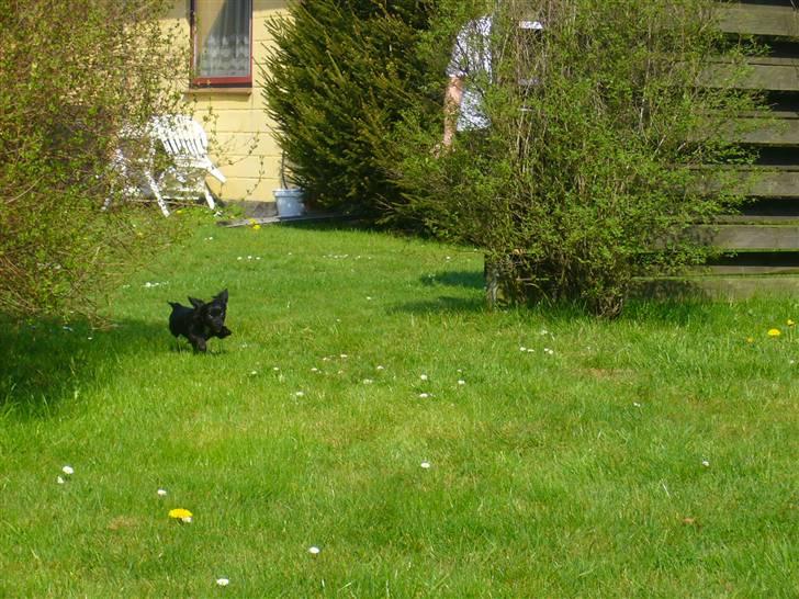 Chihuahua Miklo - PAS PÅ... Her kommer jeg :) billede 10